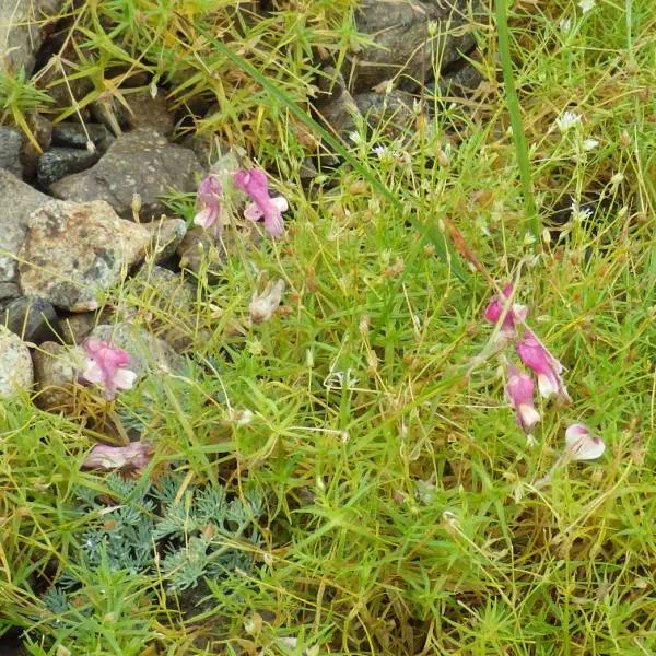 コマクサ コマクサ