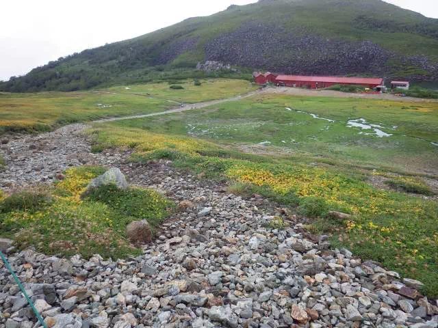 草もみじ 草もみじ