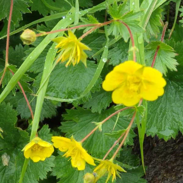 ミヤマダイコンソウ