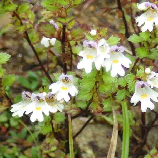 ミヤマコゴメグサ