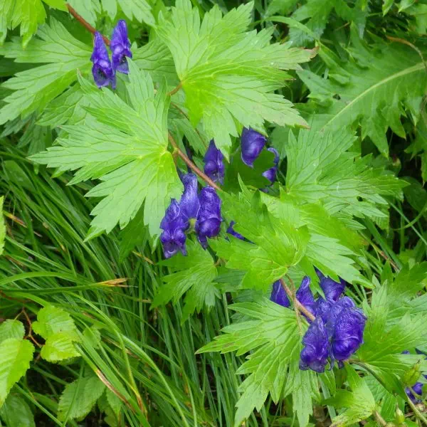 ミヤマトリカブト