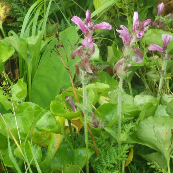 オニシオガマ オニシオガマ