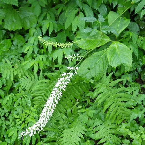 サラシナショウマ