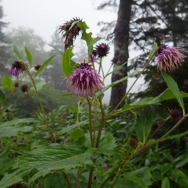 タテヤマアザミ タテヤマアザミ