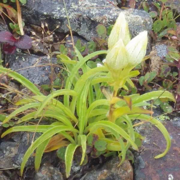 トウヤクリンドウ