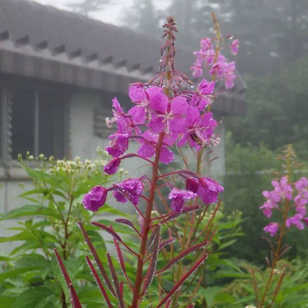 ヤナギラン ヤナギラン