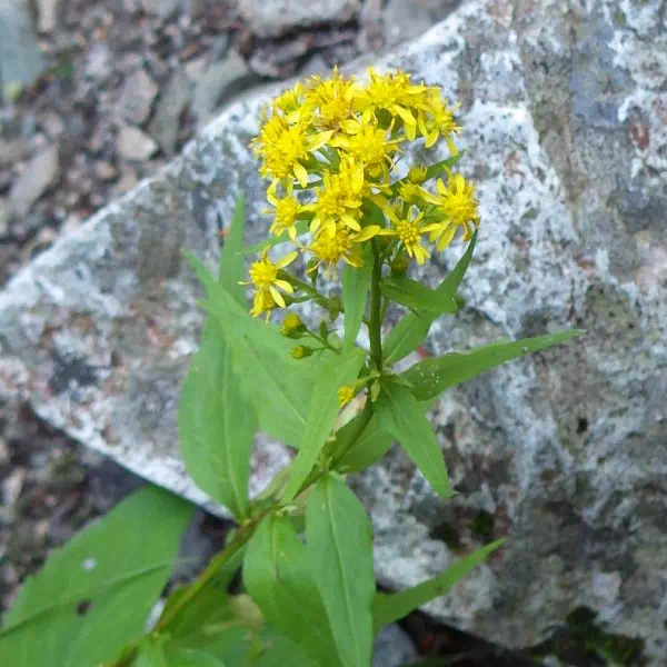 アキノキリンソウ