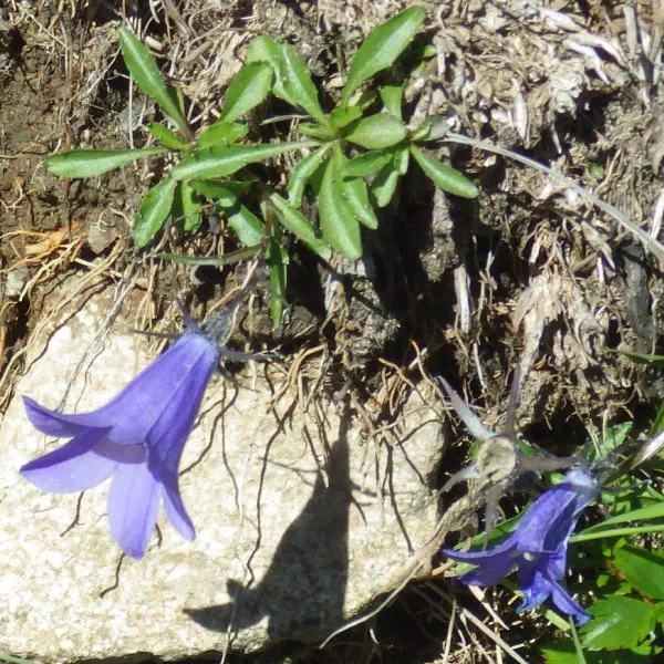 イワギキョウ イワギキョウ