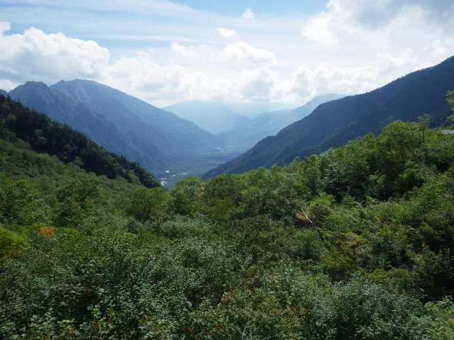 樹林 樹林