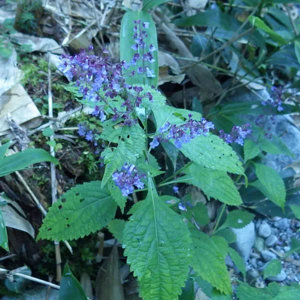 コウシンヤマハッカ