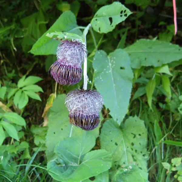 ノリクラアザミ