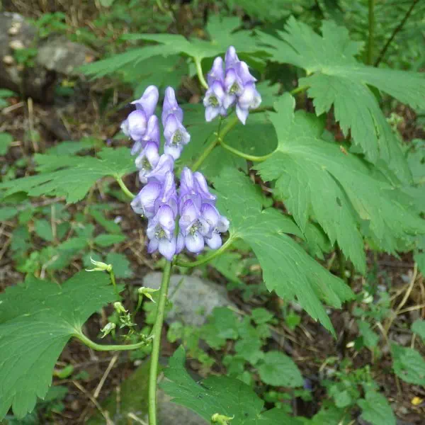 オクトリカブト