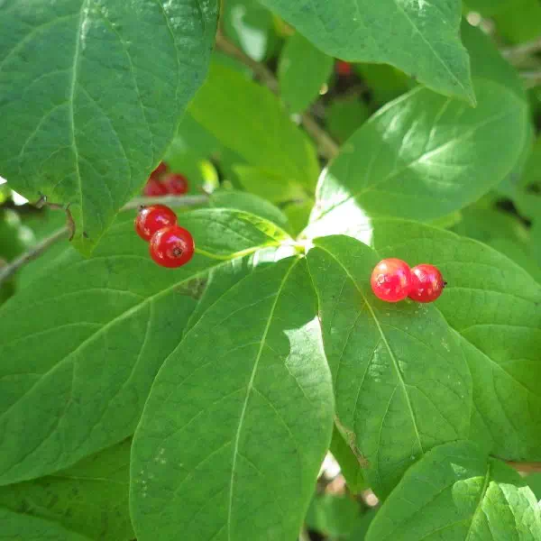 オオヒョウタンボク
