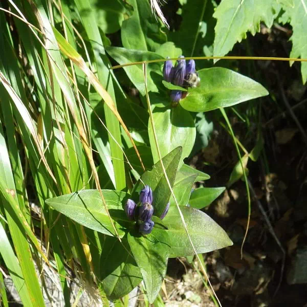 オヤマリンドウ オヤマリンドウ