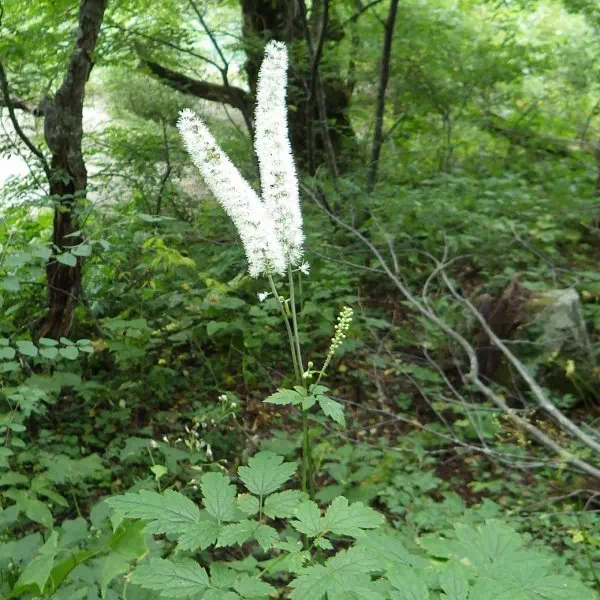 サラシナショウマ