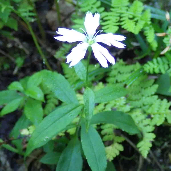 センジュガンピ