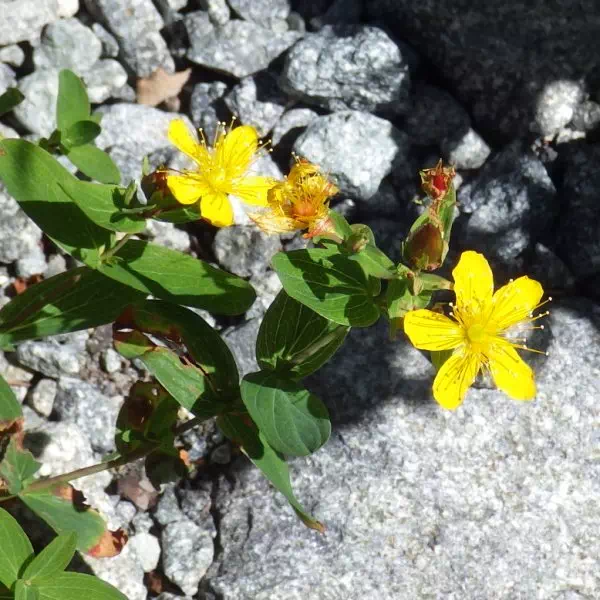 シナノオトギリ