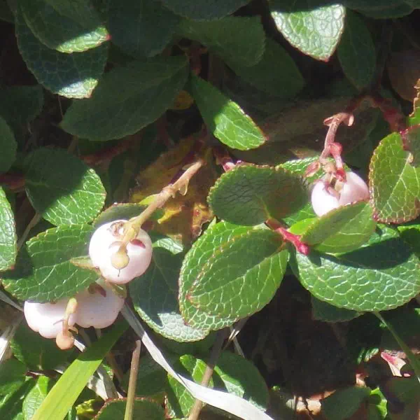 シラタマノキ シラタマノキ