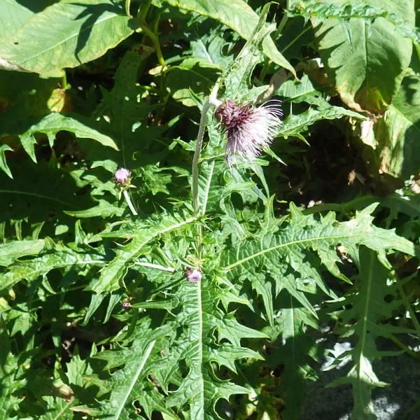 タテヤマアザミ