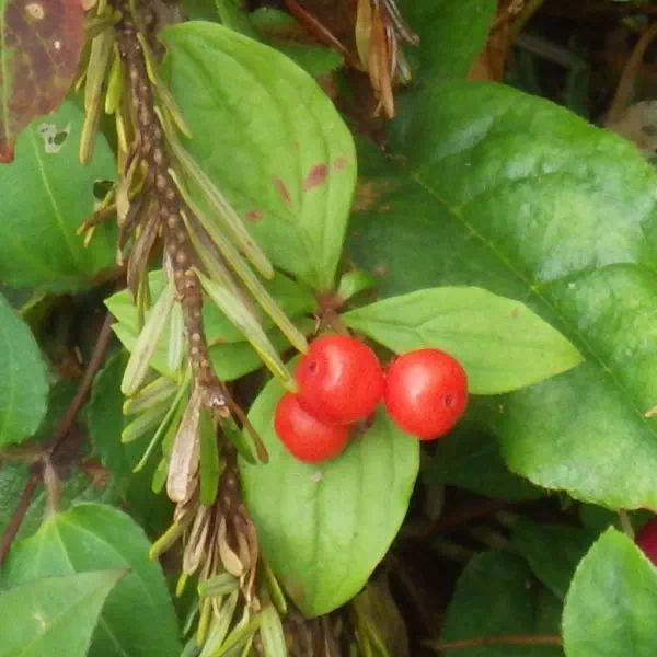 ゴゼンタチバナ