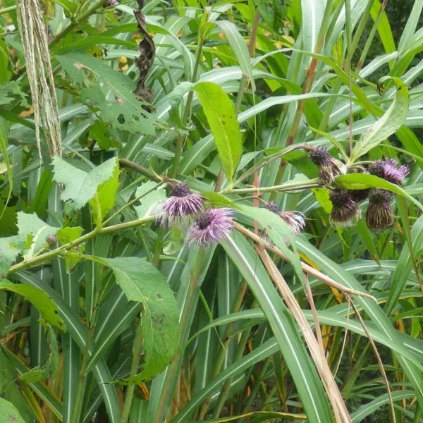 ハクサンアザミ