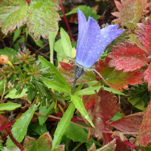 イワギキョウ イワギキョウ