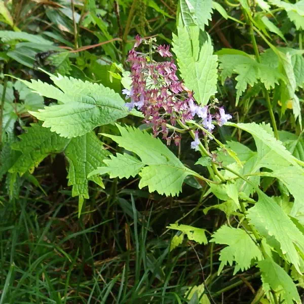 カメバヒキオコシ