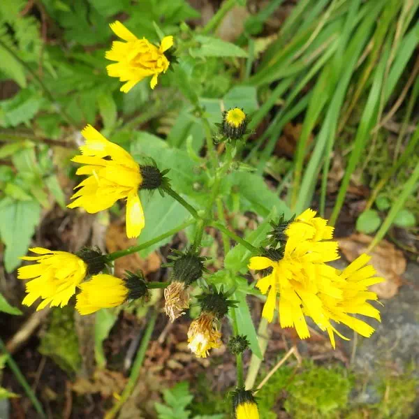 カンチコウゾリナ