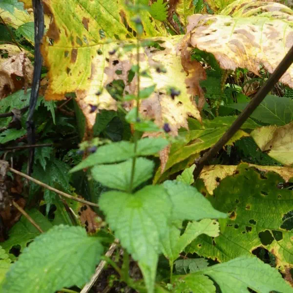 クロバナヒキオコシ