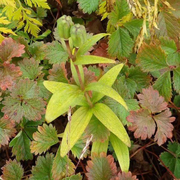 クロユリ クロユリ