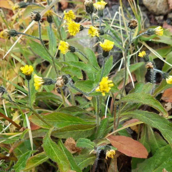 ミヤマコウゾリナ