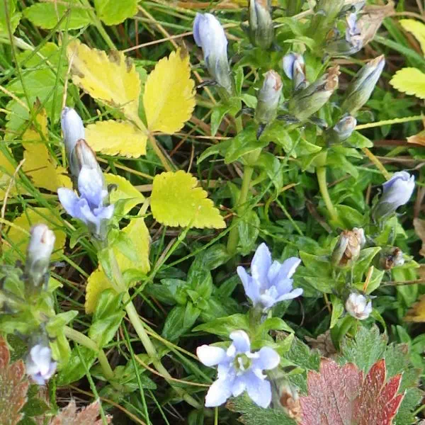 ミヤマリンドウ