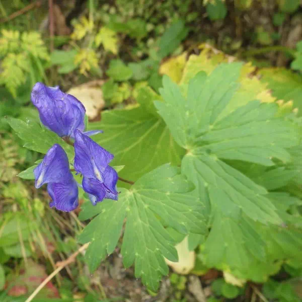 ミヤマトリカブト ミヤマトリカブト