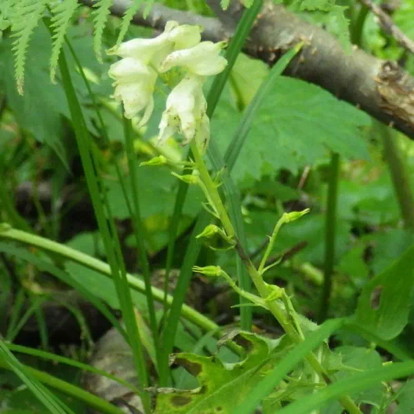 オオレイジンソウ