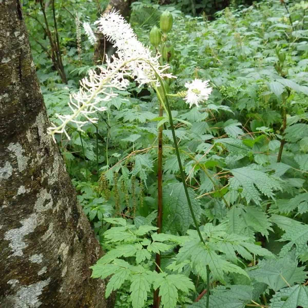 サラシナショウマ