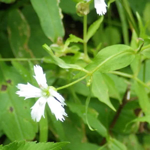 センジュガンピ