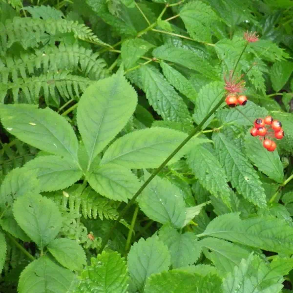 トチバニンジン