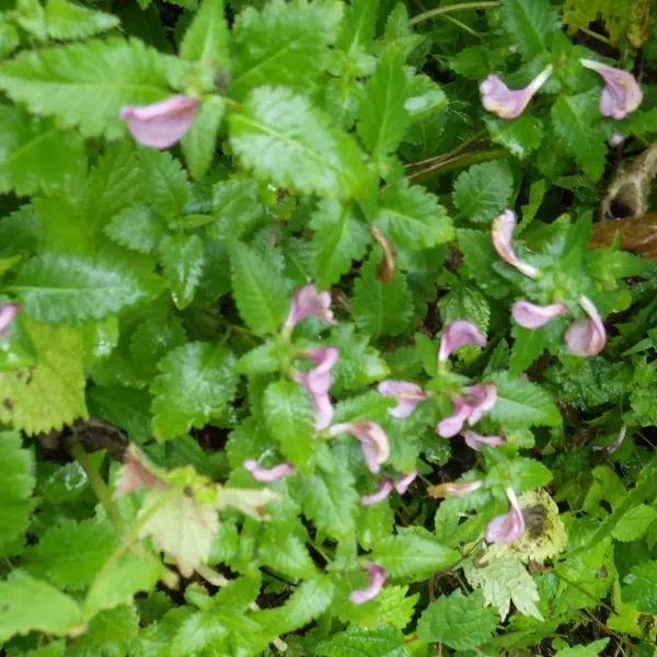 トモエシオガマ