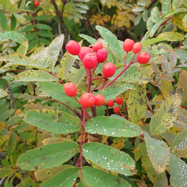 ウラジロナナカマド