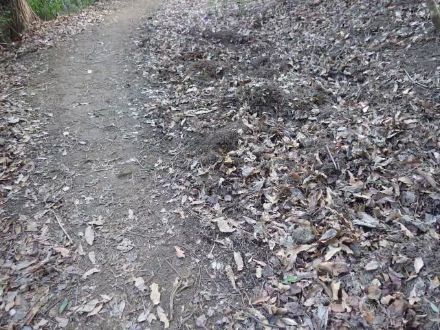 いのししのいたずら？