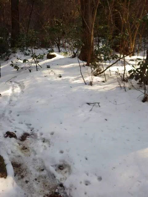 雪道