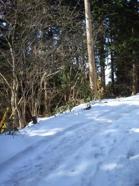 雪の林道
