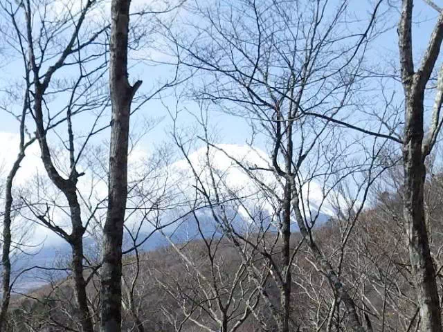樹間の富士山