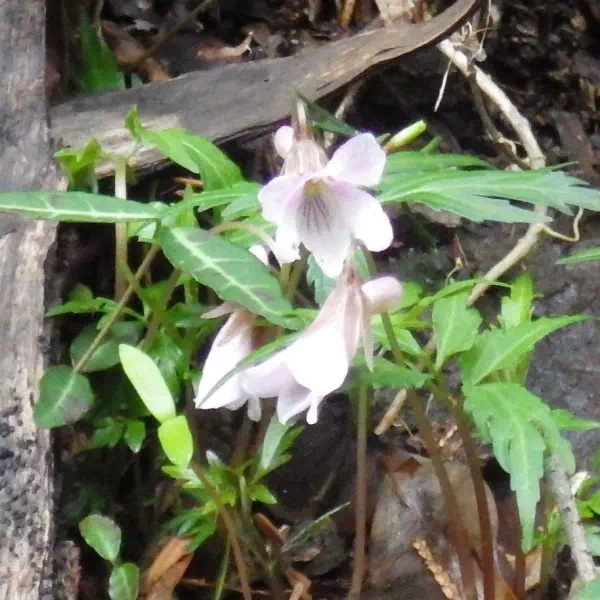 エイザンスミレ