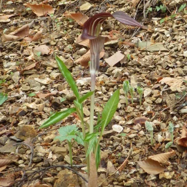 ミミガタテンナンショウ