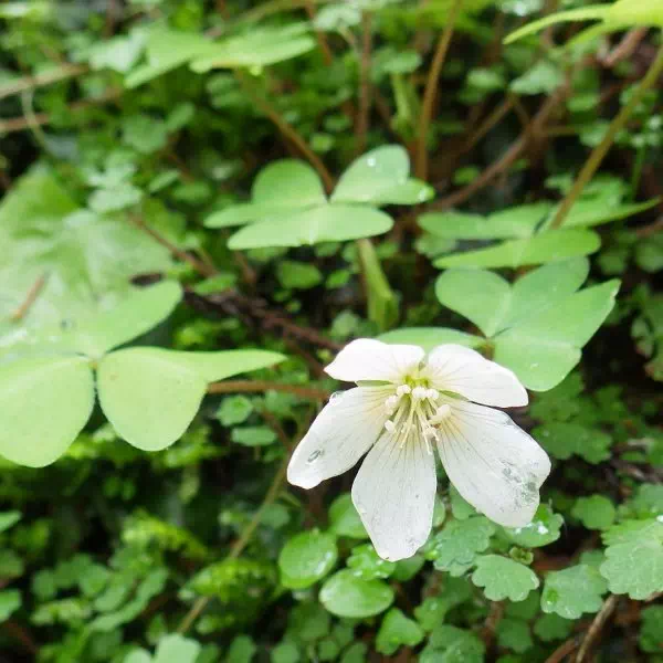 ミヤマカタバミ