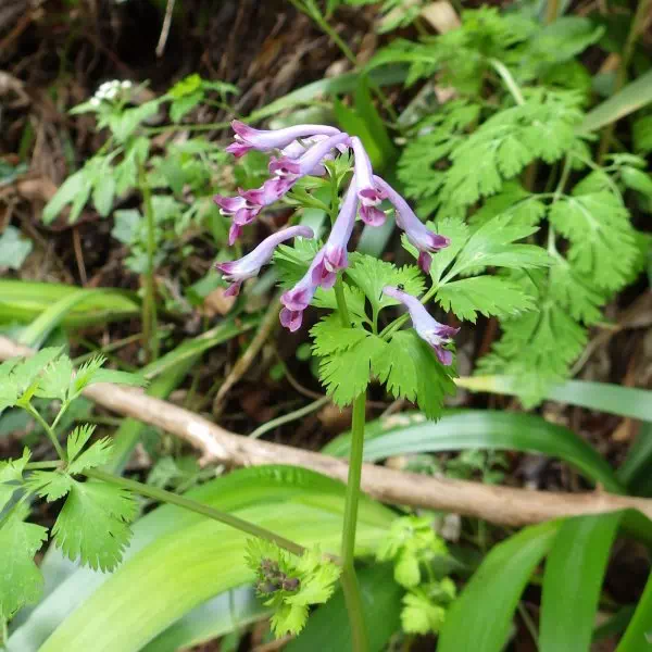 ムラサキケマン