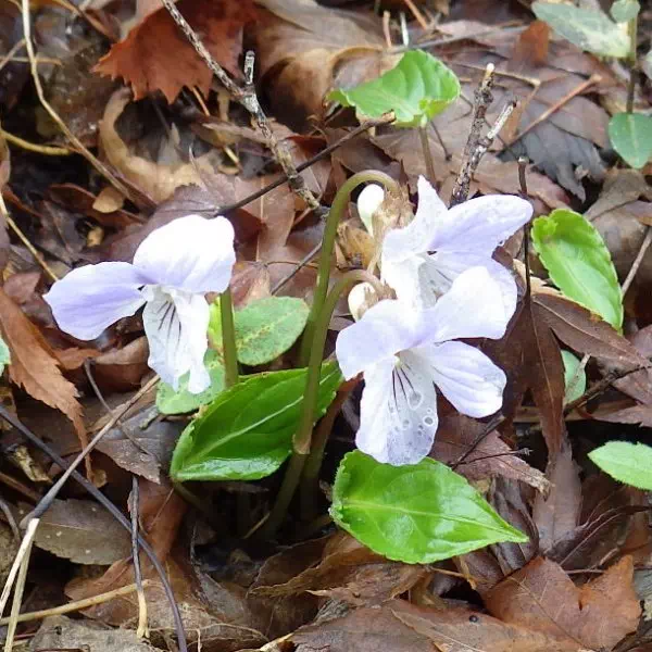 ナガバノスミレサイシン