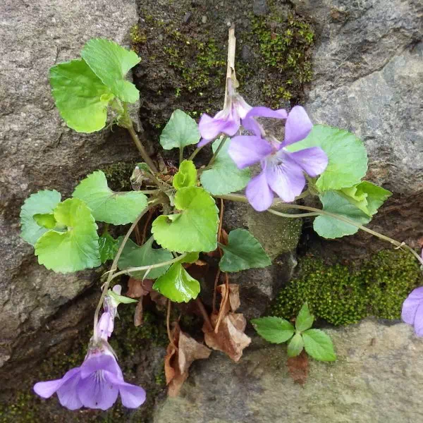 タチツボスミレ