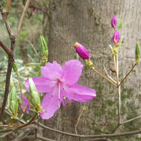 トウゴクミツバツツジ